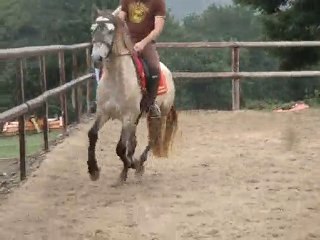 Transition galop-trot