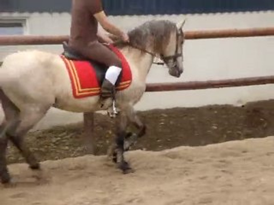 Transition trot-pas