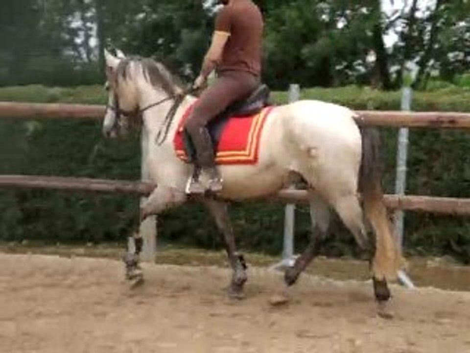 Travail au trot