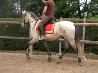 Travail au trot