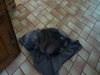 Khiro agresse le tapis