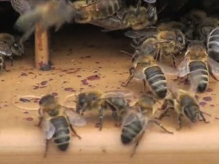 la vie de la ruche : zoom sur le planche d'envol