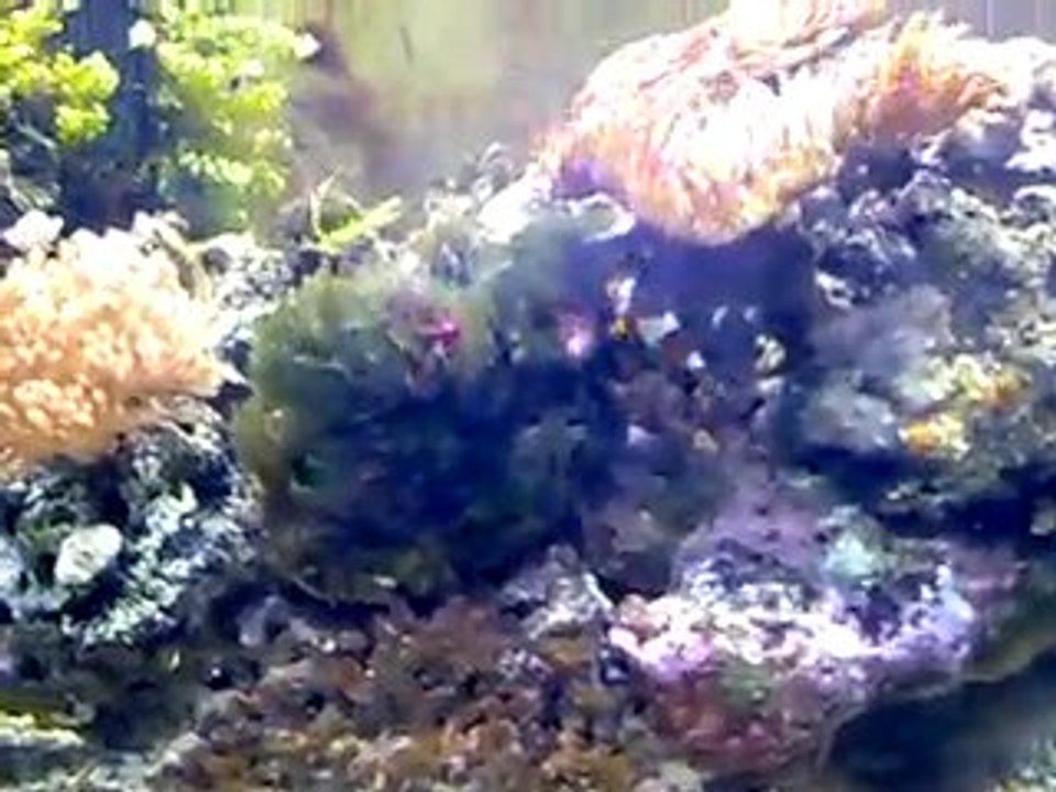 la 1ere ponte de mes clowns 31/07/2010