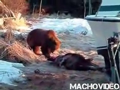 Beer eet een Eland op