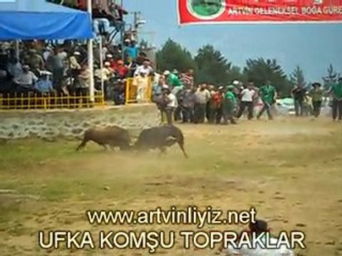 artvin kafkasör 2010 boğa güreşi - artvinliyiz.net