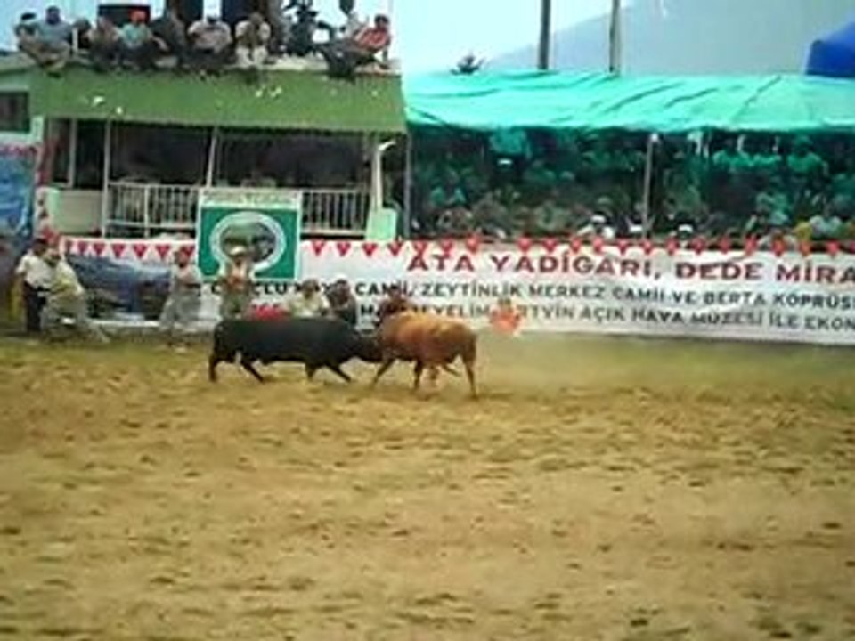 artvin kafkasör boğa güreşlerinden -2 www.artvinliyiz.net