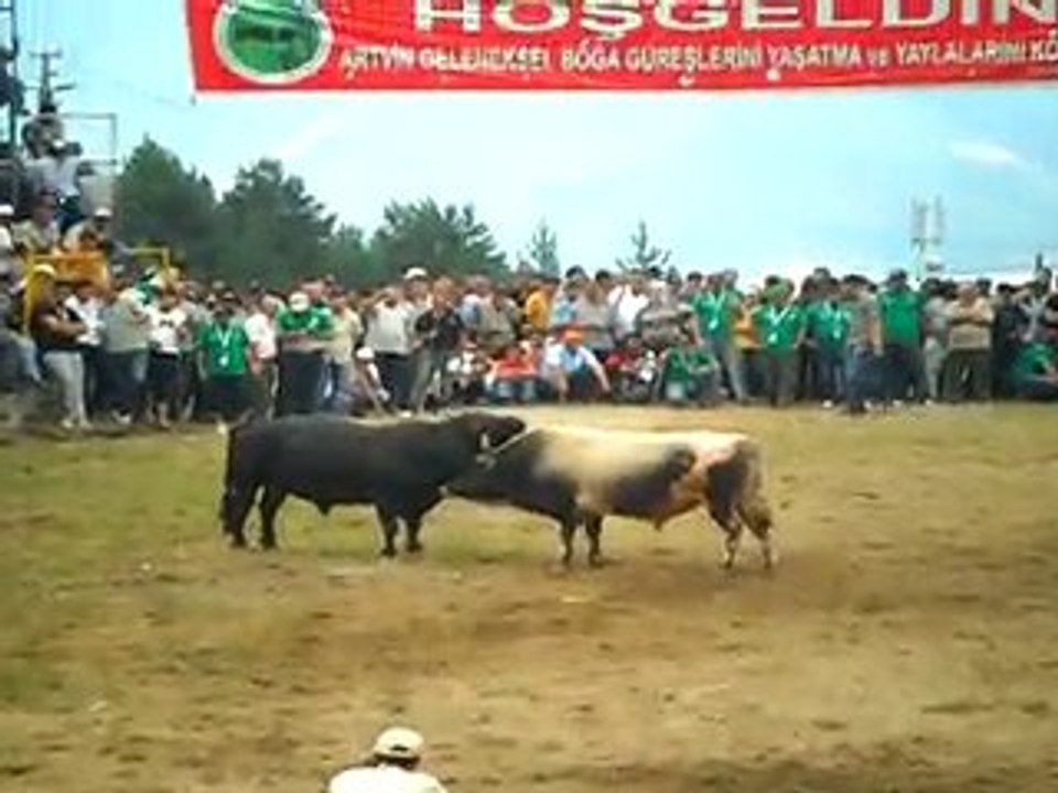 artvin kafkasör boğa güreşlerinden -3  www.artvinliyiz.net