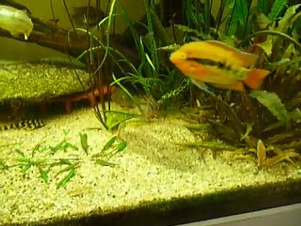 Thorichthys socolofi f1, Rio Bascàn, Mexique