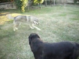 Loup Tchèque attaque Rottweiler !  A.G.E.C.