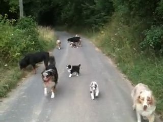 chiots djune 7 semaines