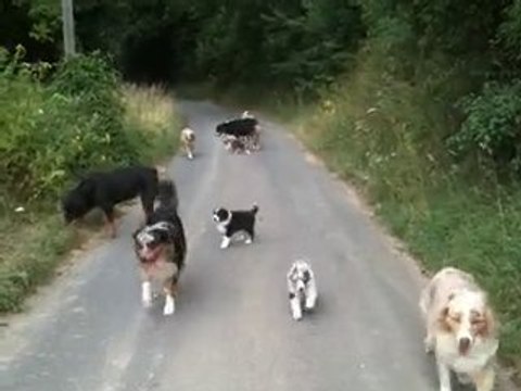 chiots djune 7 semaines