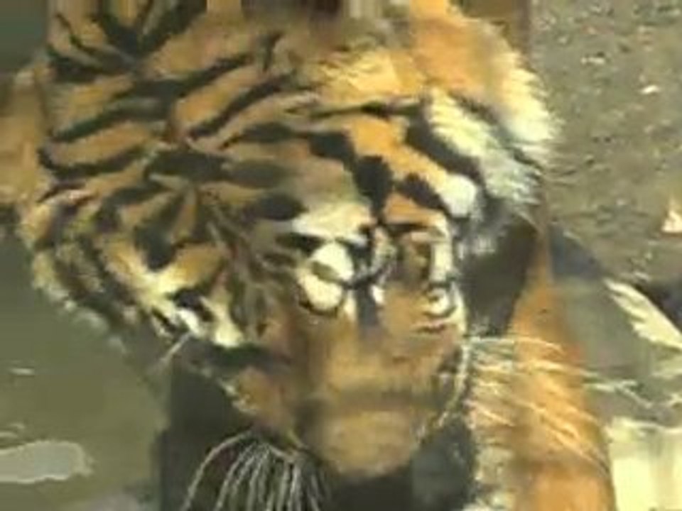 Tigre
