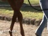 Lot 144 (Haras des Granges)
