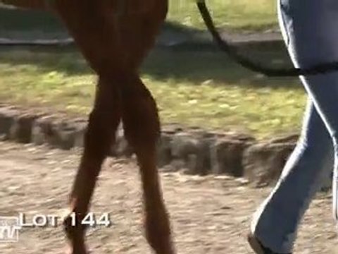 Lot 144 (Haras des Granges)