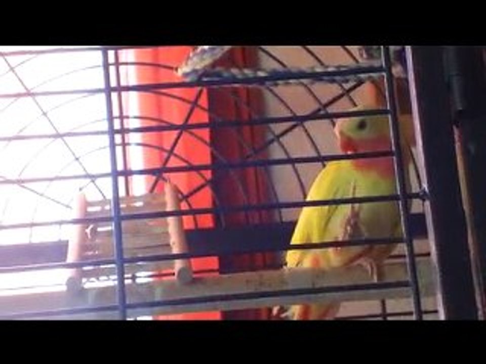 Kovu mon Kakariki et Nina sa nouvelle compagne