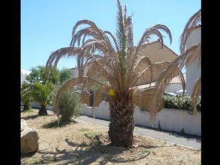 Les Palmiers de la honte de Narbonne-Plage