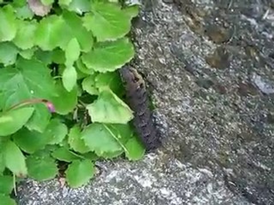 Elephant hawkmoth caterpillar-2