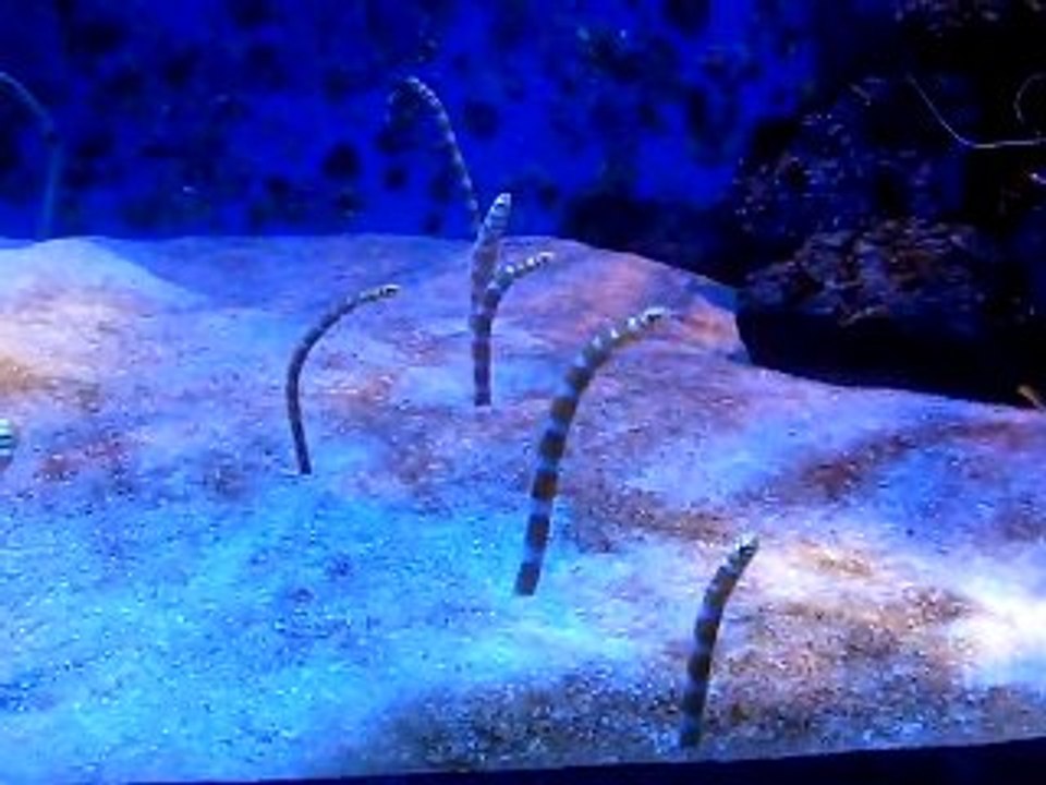 Fascinants poissons marins !