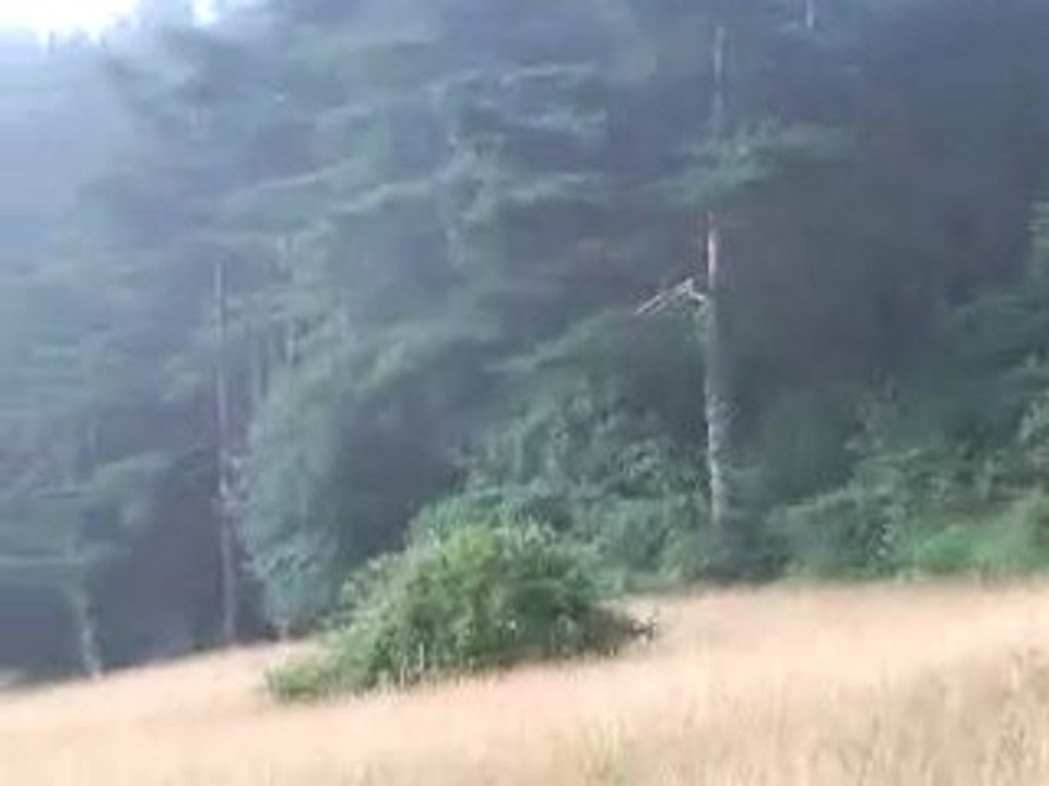 Ariegeois y liebres- 2