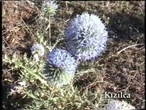 KIZILCA KÖYÜ - TERCAN - ERZİNCAN ( tercankizilca.tr.gg)