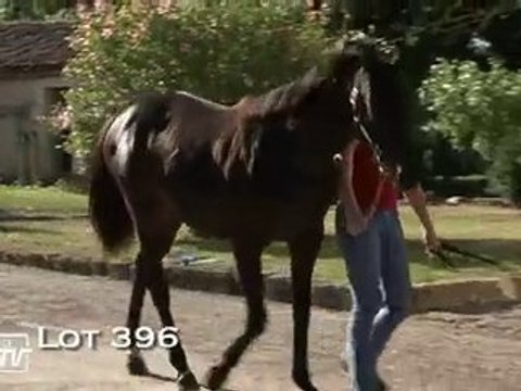 Lot 396 (Haras des Granges)