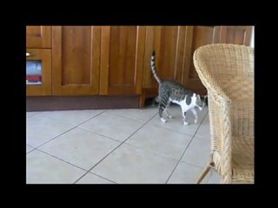 Cat fight Tony Vs Jacob