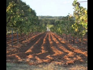 Wine Channel TV with Susan Auler of Fall Creek Vineyards