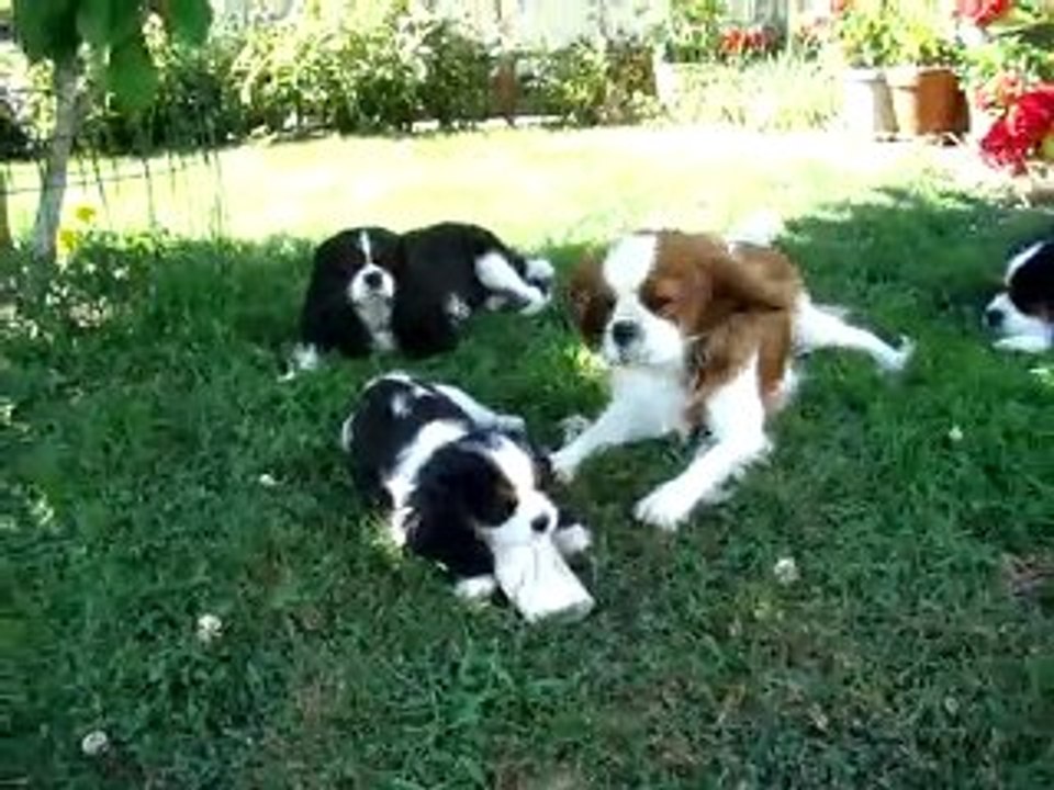 Fashion Victim du T. des Irées "Karen" cavalier king charles