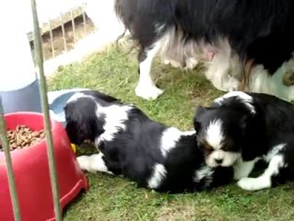 Clélia & ses chiots à 4 semaines et demi Cav Ki Charles