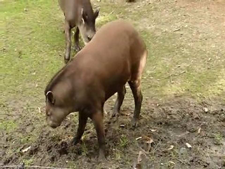 Tapirs et capybaras