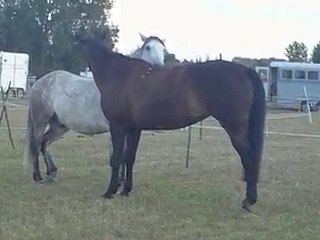 BAT & DICTION ~EQUILIBERTE 2010 - THOUARS