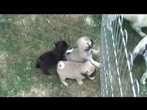 MES CHIOTS CARLINS EN PLEIN AIR