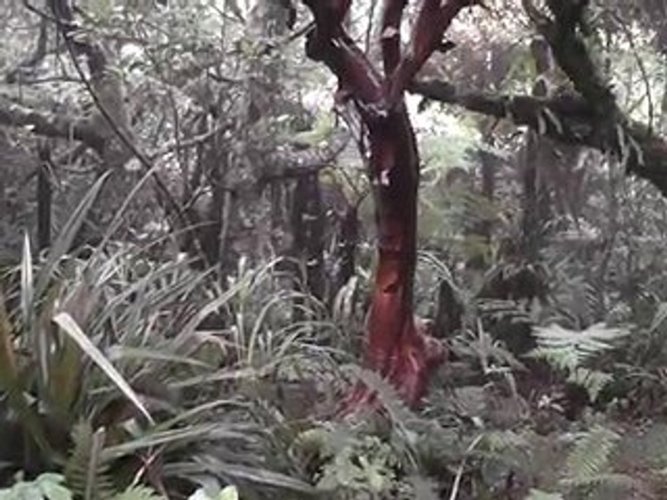 sentier botanique 1