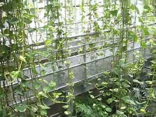 Terra Botanica : verdure