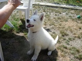 p'tit loup 30 juillet