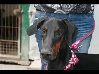 MOOGLI dobermann spa douai