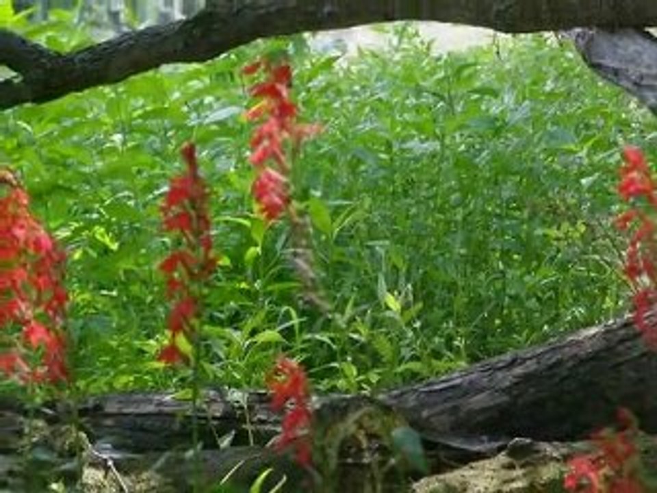Promenade au Marais Tylee