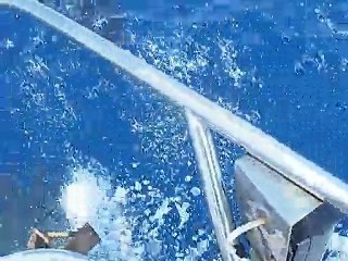 Troupeau de dauphins en Méditerranée