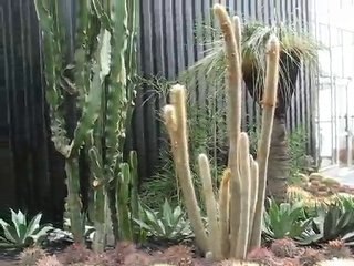 Terra Botanica : coussins de belle mère