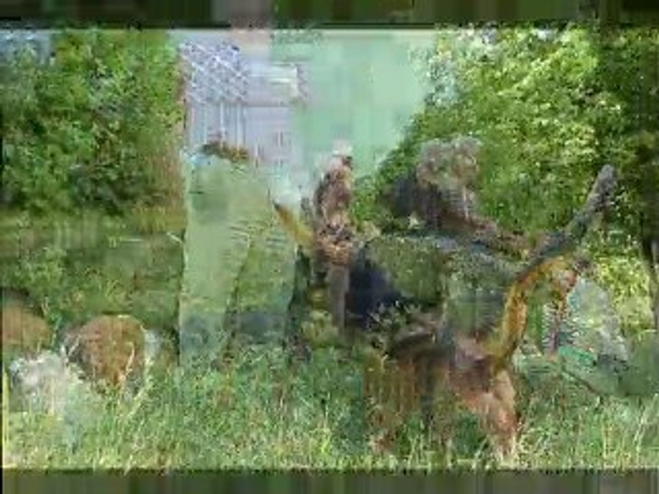 Rencontre Amicale Chasse Sanglier Champagnat Mai 2010