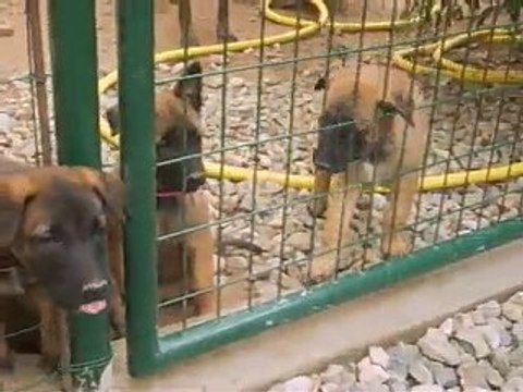 bébés caila de karysha et Ray ban des plaines de thiéraches