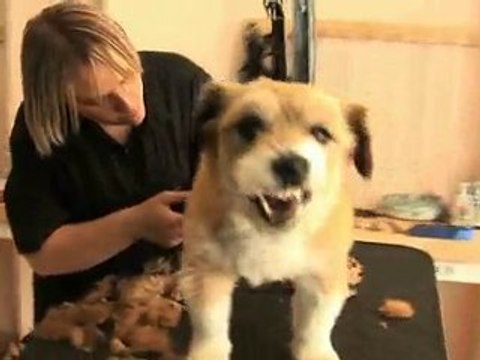 A l'instant canin à Andenne-Services de toilettage chiens