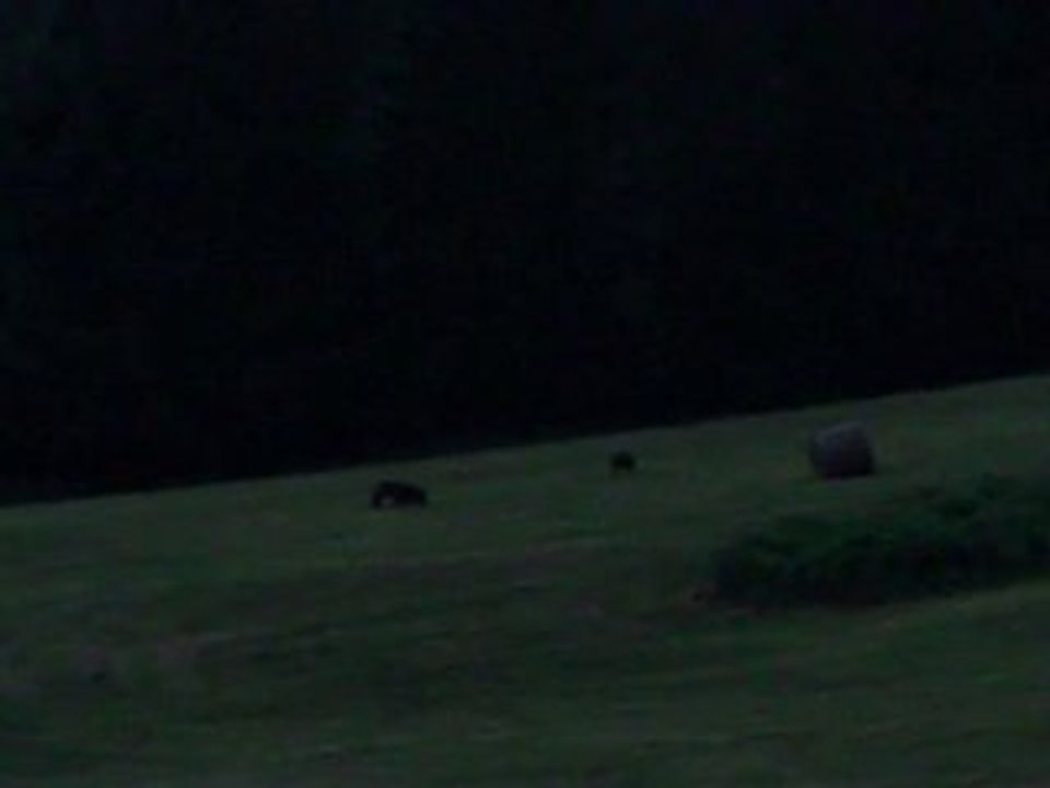 affut renard 1 aout 2010 partie 2