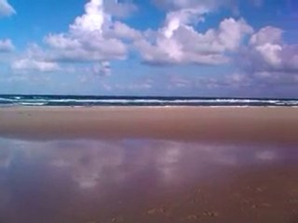 Biscarosse et Basset hound