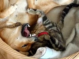 jeu câlin Enu Indy bis 00006