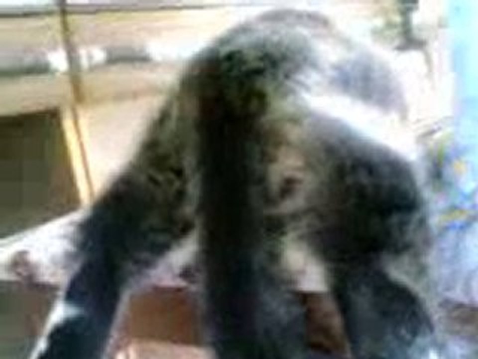 Kedi Zarife Nasl Yatış Bu Böyle?-kedılıev