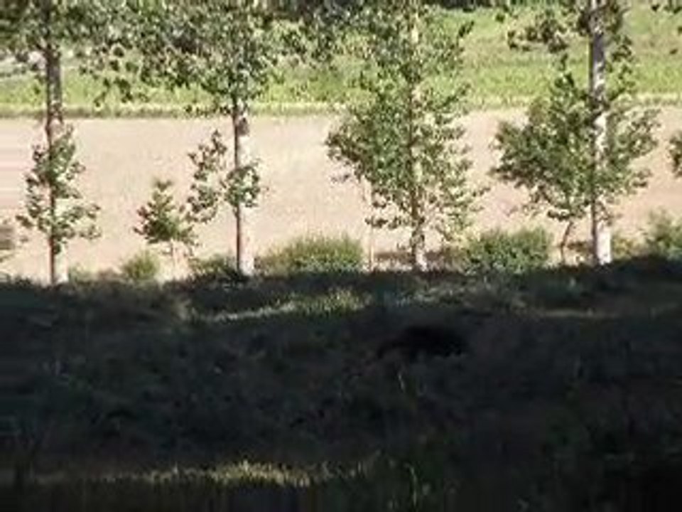 le renard