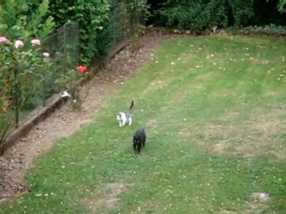 la famille chatchats
