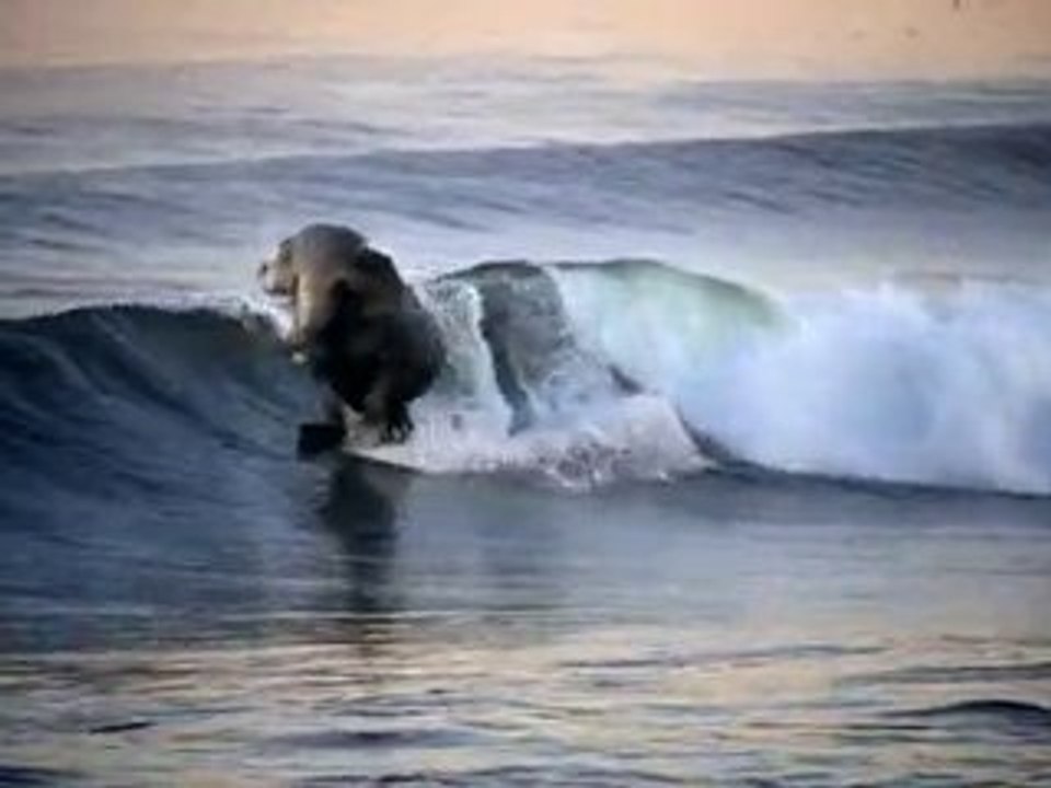 L'elefante surfista