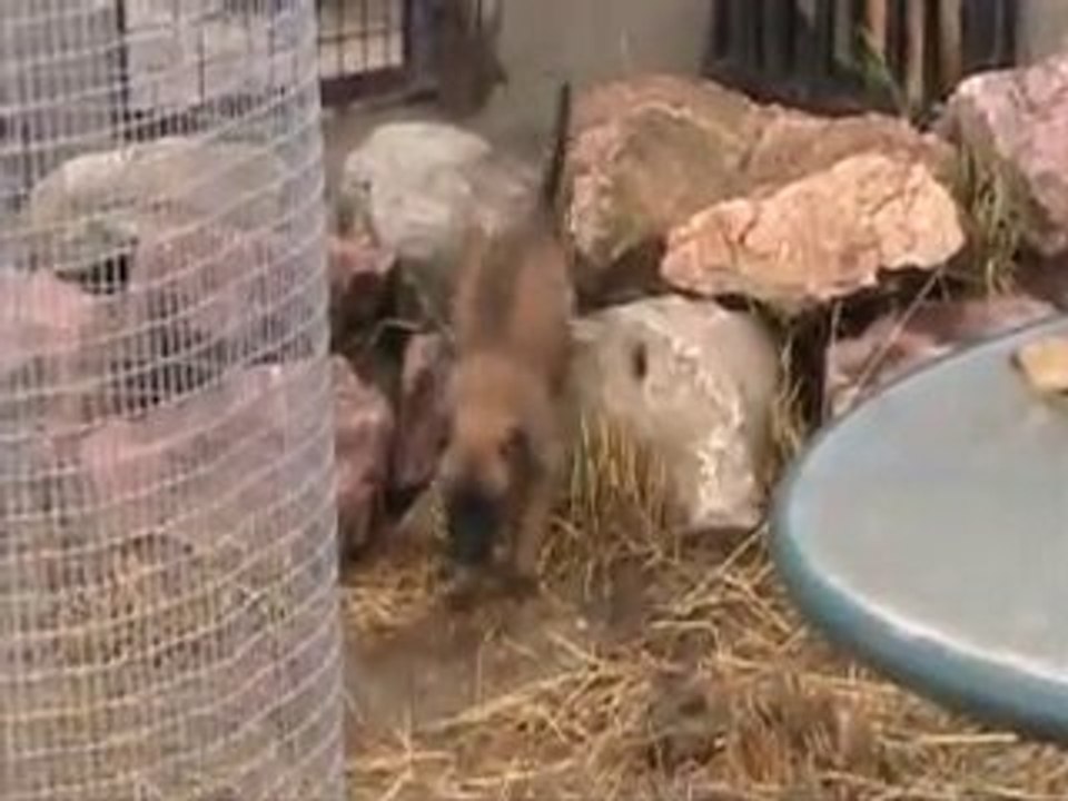 chiots déclic 5 semaines